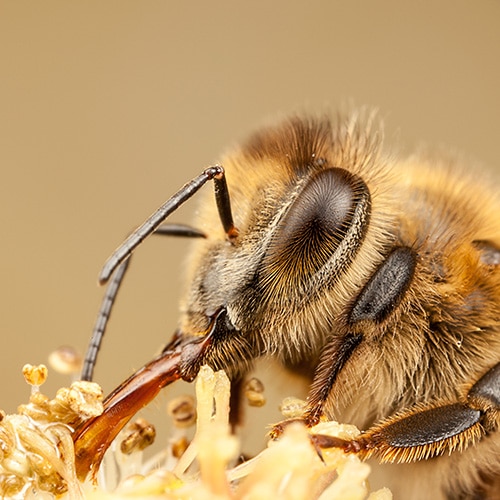 Why Organic Honey Bee Keeping?